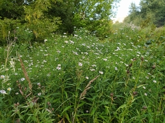 Symphyotrichum × salignum