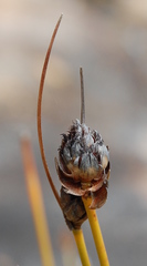 Ficinia cedarbergensis