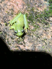 Rulyrana flavopunctata