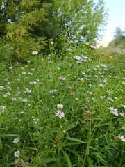 Symphyotrichum × salignum