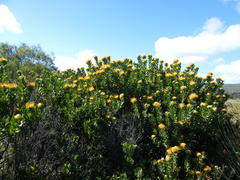 Leucospermum praecox