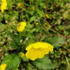 Geum elatum, photograph (c) Name, some rights reserved (CC BY)