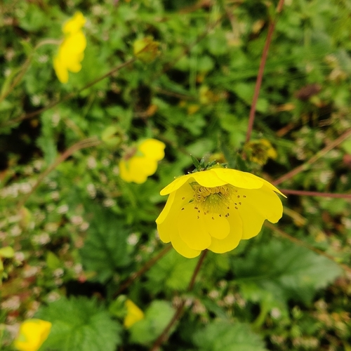 Geum elatum, photograph 2