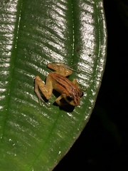 Pristimantis mallii