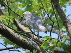 Egretta caerulea × thula