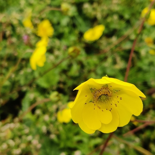 Geum elatum, photograph 3