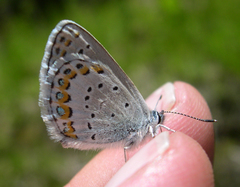 Plebejus idas atrapraetextus