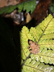 Pristimantis prolatus