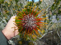 Leucospermum praecox