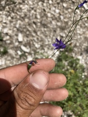 Campanula intercedens