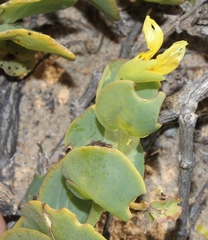 Roepera cordifolia