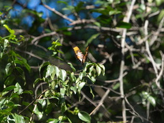 Pseudacraea boisduvalii