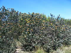 Leucospermum parile