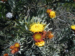 Leucospermum parile