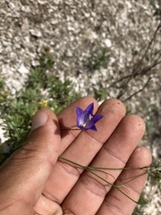 Campanula intercedens