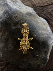 Callibia diana