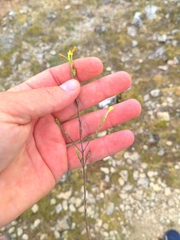 Odontites longiflorus