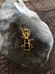 Callibia diana