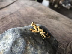 Callibia diana