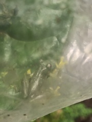 Rulyrana flavopunctata