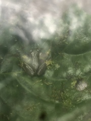 Rulyrana flavopunctata