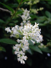 Ligustrum