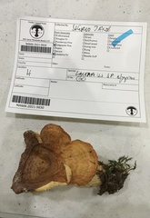 Lactarius olympianus