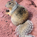 Rock Squirrel - Photo (c) kenttrulsson, some rights reserved (CC BY-NC), uploaded by kenttrulsson