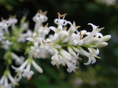 Ligustrum