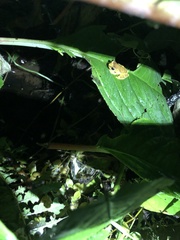 Dendropsophus sarayacuensis