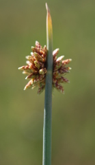 Afroscirpoides dioeca