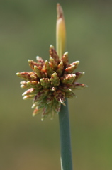 Afroscirpoides dioeca