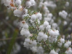 Erica formosa