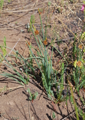 Afroscirpoides dioeca