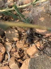 Phyllophaga lanceolata