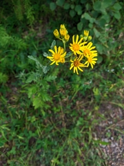 Jacobaea grandidentata