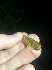 Dendropsophus bifurcus