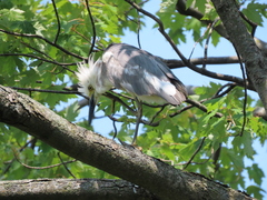 Egretta caerulea × thula