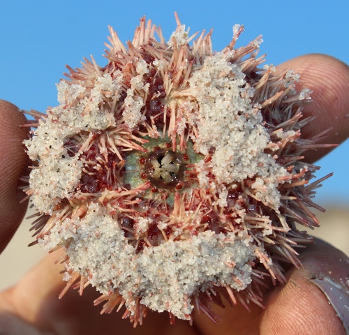 Echinus gilchristi