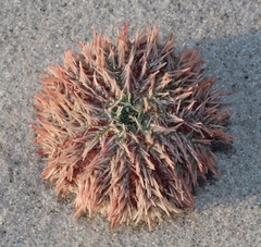 Echinus gilchristi