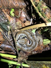 Bothrocophias microphthalmus