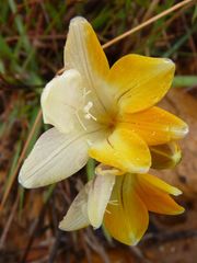 Freesia corymbosa