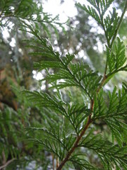 Cupressoideae