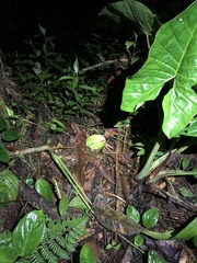 Bothrocophias microphthalmus