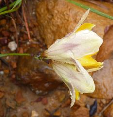 Freesia corymbosa