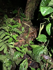 Bothrocophias microphthalmus