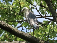 Egretta caerulea × thula