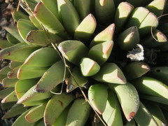 Machairophyllum albidum