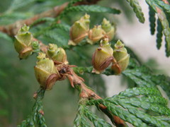 Cupressoideae