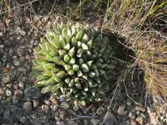 Machairophyllum albidum